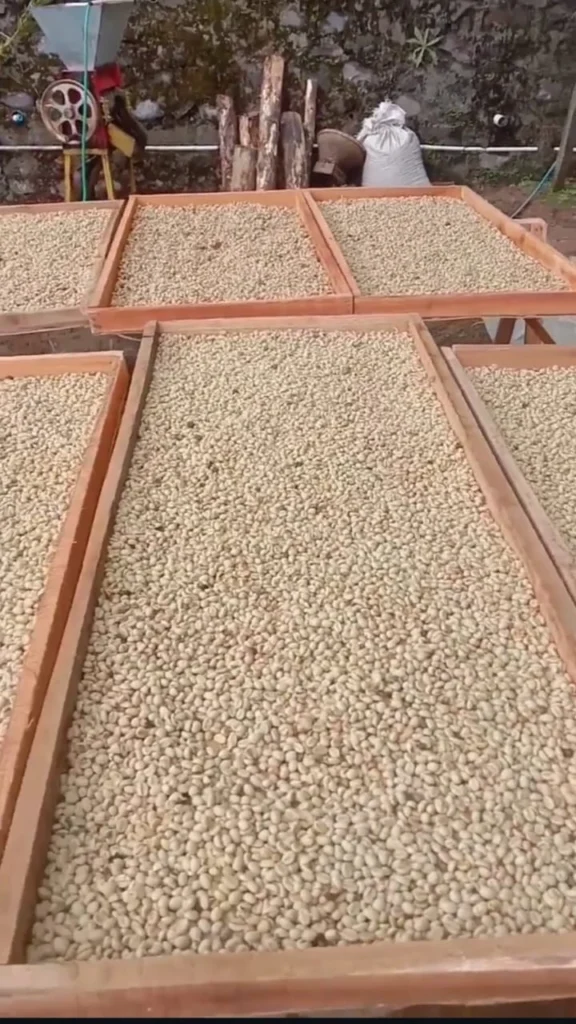 Biji kopi yang sedang di JEMUR