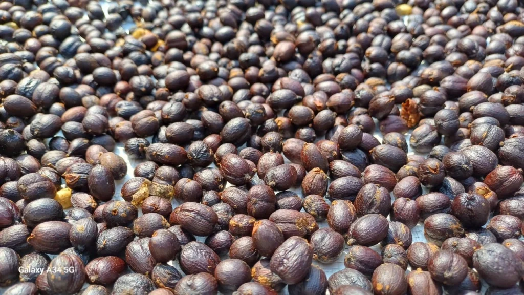 Biji kopi dijemur utuh dengan kulit dalam proses natural untuk menghasilkan rasa manis dan fruity.