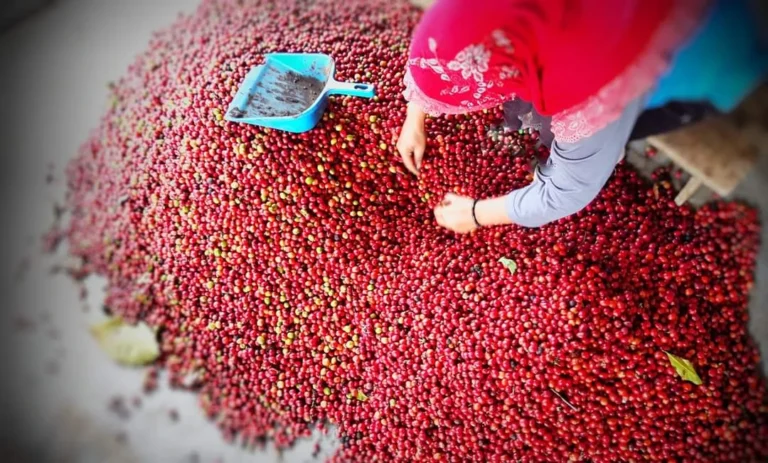 Petani wanita menyortir dan membersihkan buah kopi merah hasil panen di Gunung Kelir.