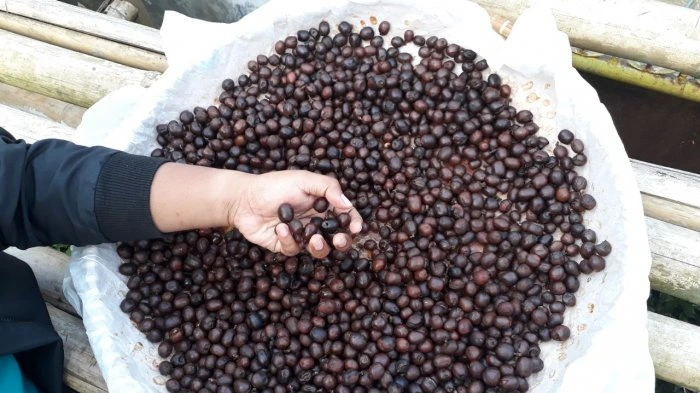 Fermentasi biji kopi dalam proses wine menghasilkan aroma kompleks dan rasa menyerupai anggur.
