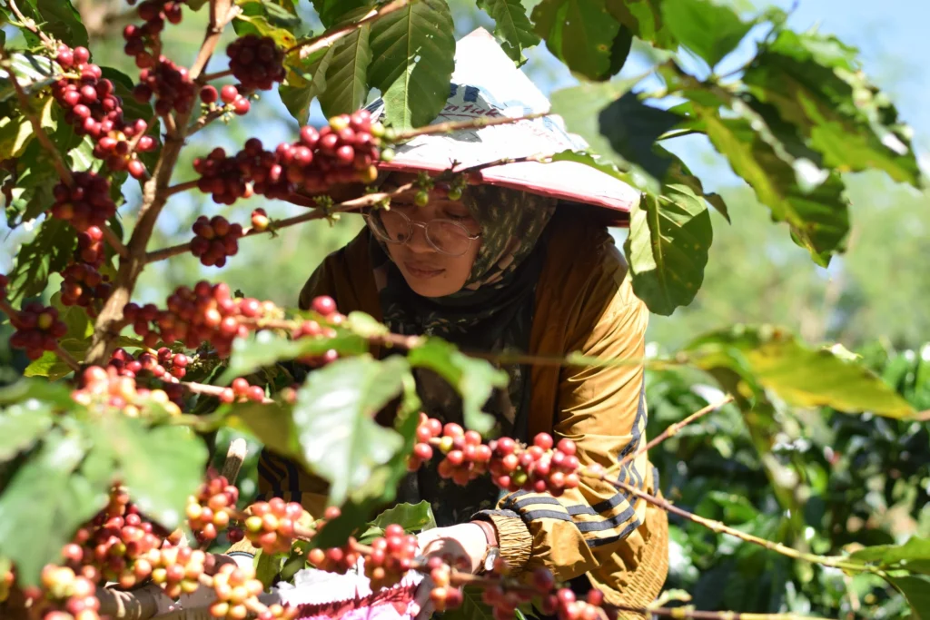 Petani wanita memanen buah kopi merah matang secara manual di lereng Gunung Kelir, Semarang – tahap awal proses pengolahan kopi berkualitas tinggi.
